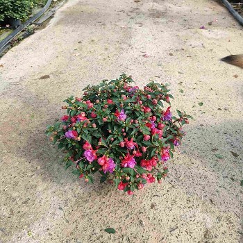 FUCHSIA POT DE 14CM