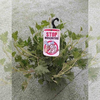 PÉLARGONIUM ANTI-MOUSTIQUE POT DE 15CM SUSPENSION