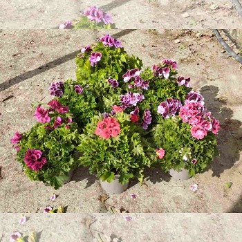 PÉLARGONIUM GRANDIFLORA POT DE 17CM