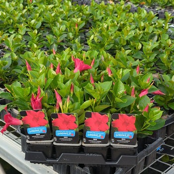 DIPLADENIA POT DE 7CM