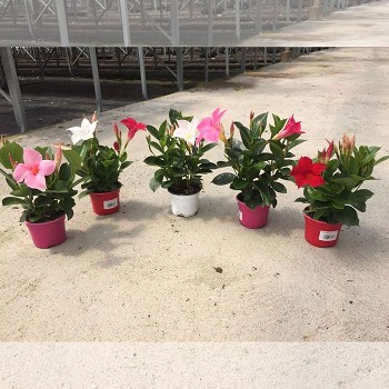 DIPLADENIA POT DE 9CM