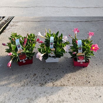 DIPLADENIA EN BARQUETTE DE 4 POT DE 7CM