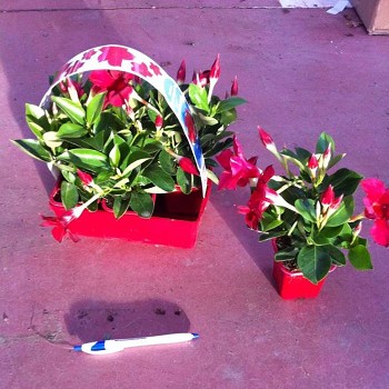 DIPLADENIA EN BARQUETTE DE 6 POTS DE 7CM