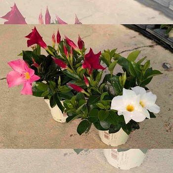 DIPLADÉNIA TRICOLOR POT DE 14CM