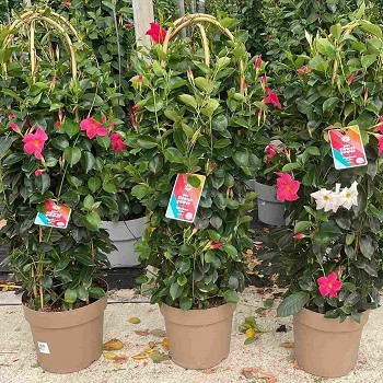 DIPLADÉNIA TRIPLE ARCHE POT DE 27CM HAUTEUR 110CM