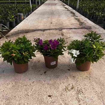 ALSTROMÉRIA POT DE 20CM
