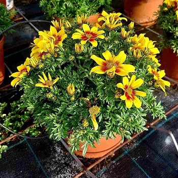 BIDENS POT DE 17CM