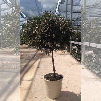 FLEUR DE CIRE (CHAMELAUCIUM) POT 20CM TIGE H.70CM