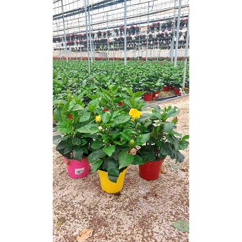 HIBISCUS POT DE 15CM