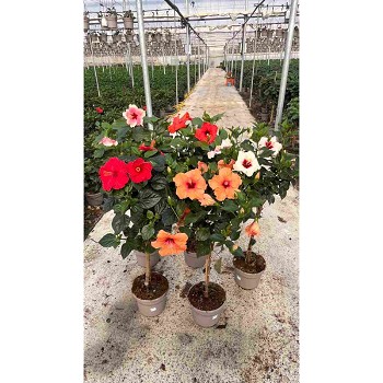 HIBISCUS TIGE POT DE 23CM