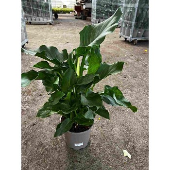 ARUM BLANC POT DE 20CM