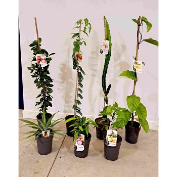 ARBRES FRUITIERS TROPICALS MIX POT DE 17CM