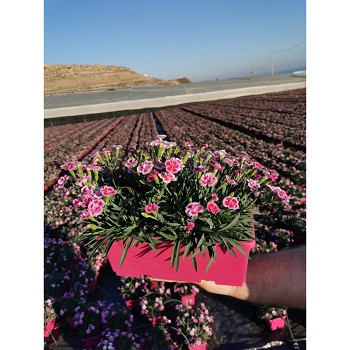 DIANTHUS PINK KISS (OEILLET) EN JARDI DE 25CM 