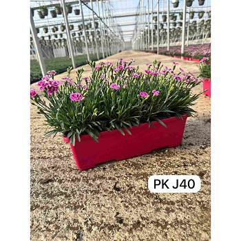 DIANTHUS PINK KISS (OEILLET) EN JARDI DE 40CM 