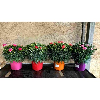DIANTHUS CARNELIA (OEILLET) EN POT DE 17CM 