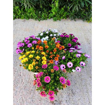 OSTÉO EN POT DE 17CM