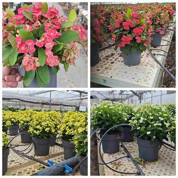 EUPHORBIA MILII EN POT DE 17CM