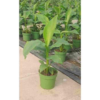 BANANIER MUSA BASJOO POT DE 22CM