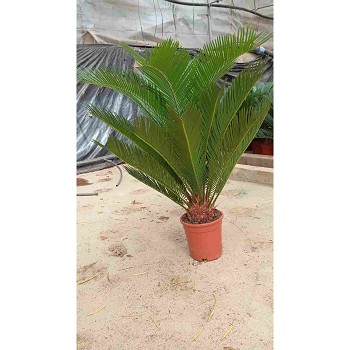 CYCAS REVOLUTA EN POT DE 17CM