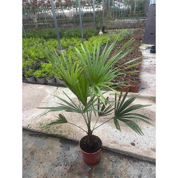 TRACHYCARPUS FORTUNEI POT DE 20CM