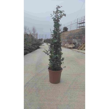 EUCALYPTUS PYRAMIDE EN POT DE 24CM HAUTEUR 110CM