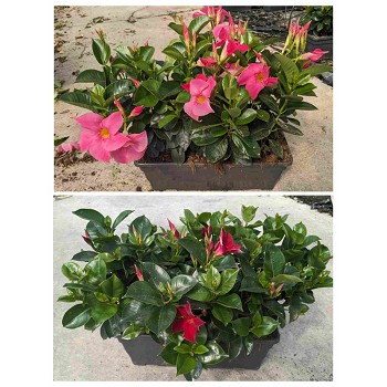 DIPLADÉNIA JARDINIÈRE DE 40CM