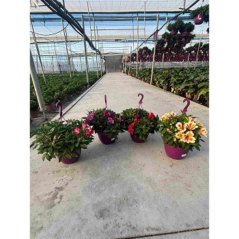 ALSTROMERIA EN SUSPENSION  DE 25CM