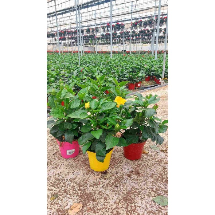 Dipladénia et Plantes Fleuries : HIBISCUS POT DE 15CM