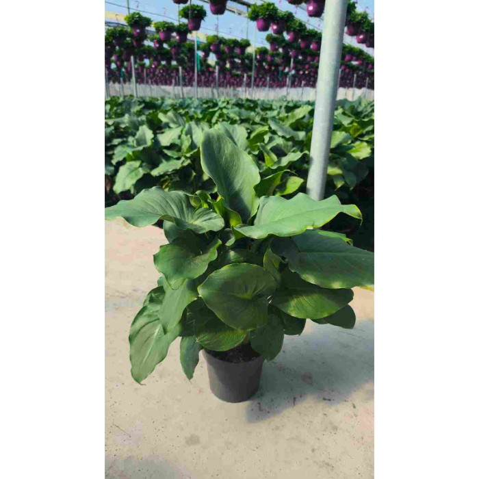 Dipladénia et Plantes Fleuries : ARUM BLANC POT DE 17CM