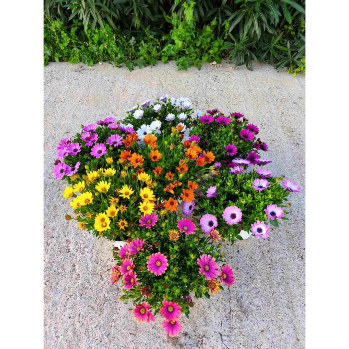 Dipladénia et Plantes Fleuries : OSTÉO EN POT DE 17CM