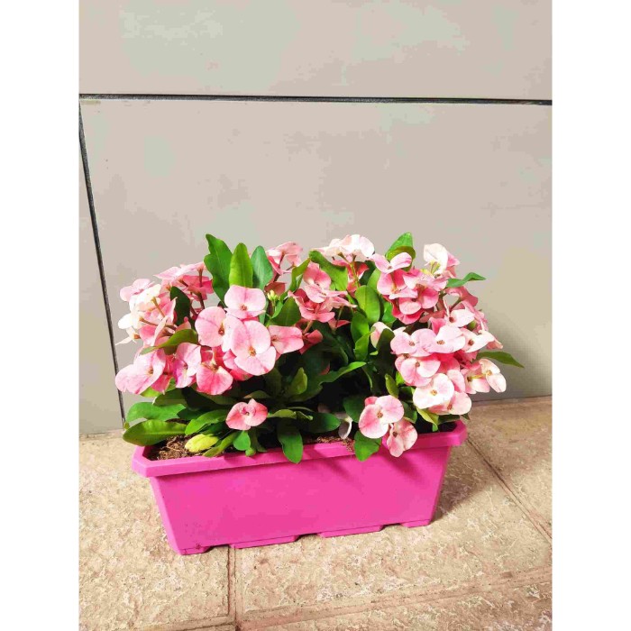 Dipladénia et Plantes Fleuries : EUPHORBIA QUEEN CHARLOTTE JARDINIÈRE DE 40CM
