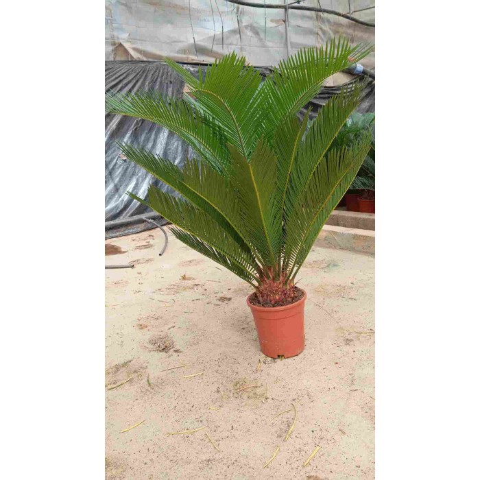 Dipladénia et Plantes Fleuries : CYCAS REVOLUTA EN POT DE 17CM