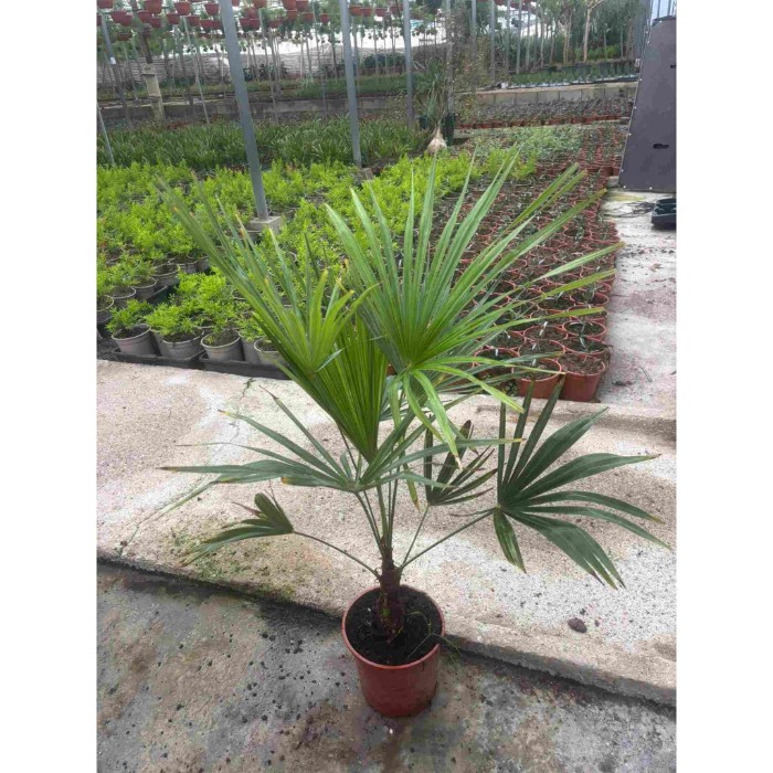 Dipladénia et Plantes Fleuries : TRACHYCARPUS FORTUNEI POT DE 20CM