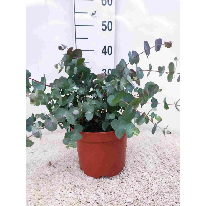 Dipladénia et Plantes Fleuries : EUCALYPTUS GUNNII EN POT DE 19CM