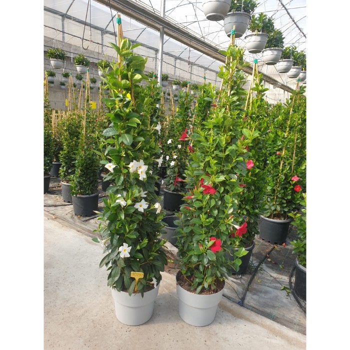 Dipladénia et Plantes Fleuries : DIPLADENIA PYRAMIDE POT DE 35CM HAUTEUR 170CM