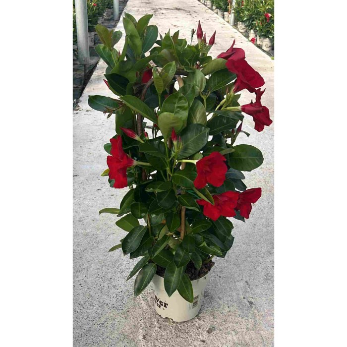 Dipladénia et Plantes Fleuries : DIPLADÉNIA DOUBLE ARCHE POT DE 17CM HAUTEUR 60CM