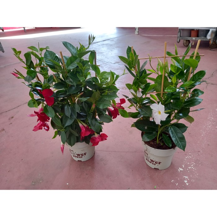 Dipladénia et Plantes Fleuries : DIPLADÉNIA ESPALIER POT DE 17CM HAUTEUR 50CM