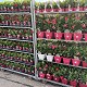 Dipladénia et Plantes Fleuries : DIPLADENIA POT DE 10,5CM