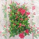 Dipladénia et Plantes Fleuries : DIPLADENIA POT DE 10,5CM
