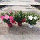 Dipladénia et Plantes Fleuries : DIPLADENIA POT DE 14,5CM