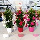 Dipladénia et Plantes Fleuries : DIPLADENIA PYRAMIDE POT DE 19CM HAUTEUR 75CM