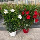 Dipladénia et Plantes Fleuries : DIPLADENIA ESPALIER POT DE 21CM HAUTEUR 70CM
