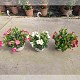 Dipladénia et Plantes Fleuries : DIPLADENIA SUSPENSION POT DE 23CM
