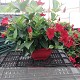 Dipladénia et Plantes Fleuries : DIPLADENIA COUPE DE 26CM