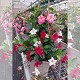 Dipladénia et Plantes Fleuries : DIPLADENIA TRICOLOR POT CARRÉ 25X25CM HAUTEUR 90CM