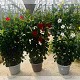 Dipladénia et Plantes Fleuries : DIPLADENIA ESPALIER POT DE 25CM HAUTEUR 120CM