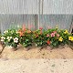 Dipladénia et Plantes Fleuries : HIBISCUS POT DE 23CM