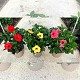 Dipladénia et Plantes Fleuries : HIBISCUS POT DE 30CM