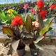 Dipladénia et Plantes Fleuries : CANNA POT DE 17CM
