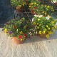 Dipladénia et Plantes Fleuries : CALLIBRACHOA POT DE 17CM